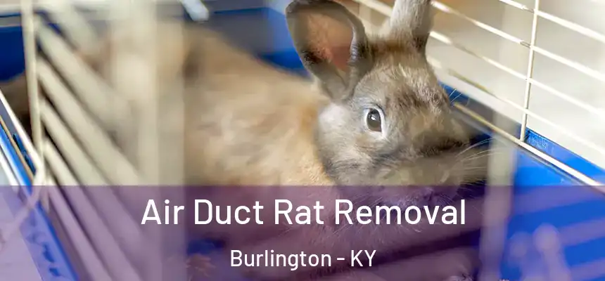  Air Duct Rat Removal Burlington - KY