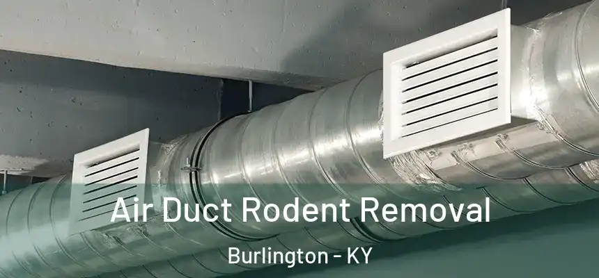  Air Duct Rodent Removal Burlington - KY