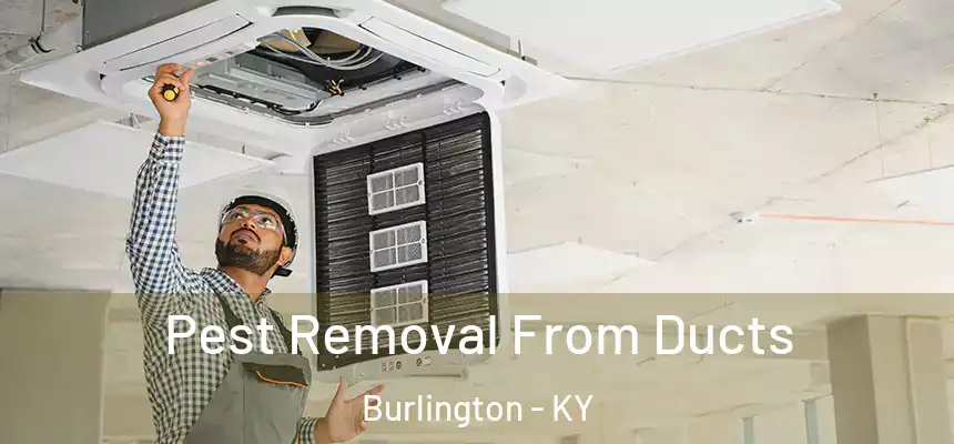  Pest Removal From Ducts Burlington - KY
